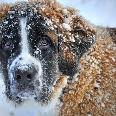 Drones ajudam cães de salvamento